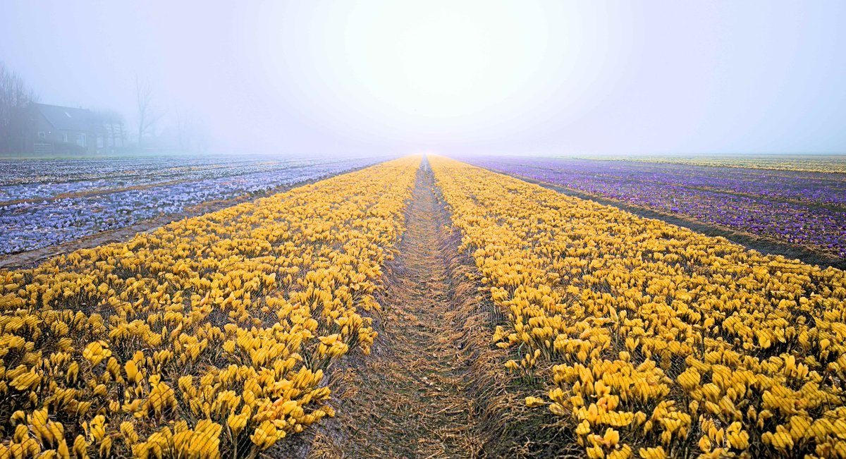 Ed v. Pelt tweet media