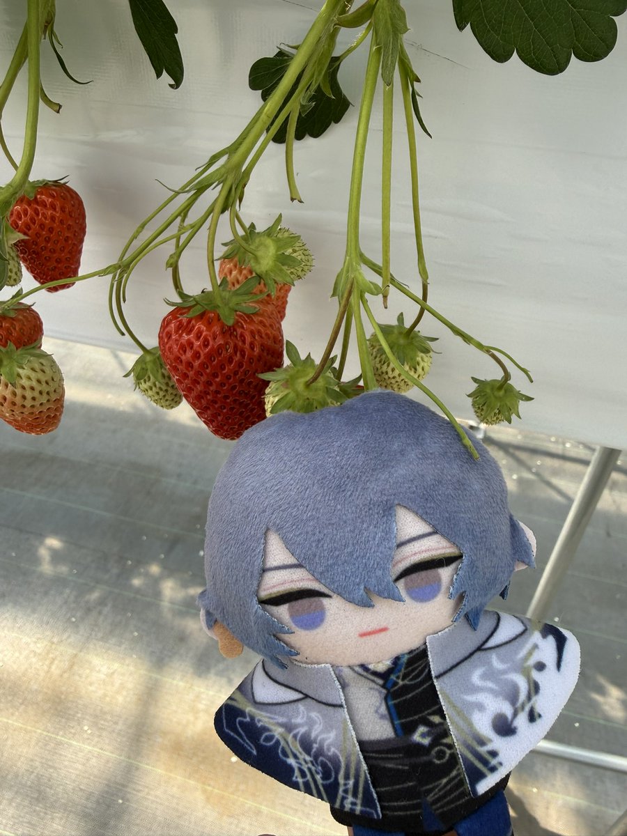 ぽれは今日、いちご狩り行ってきました。
2年ぶりでした。