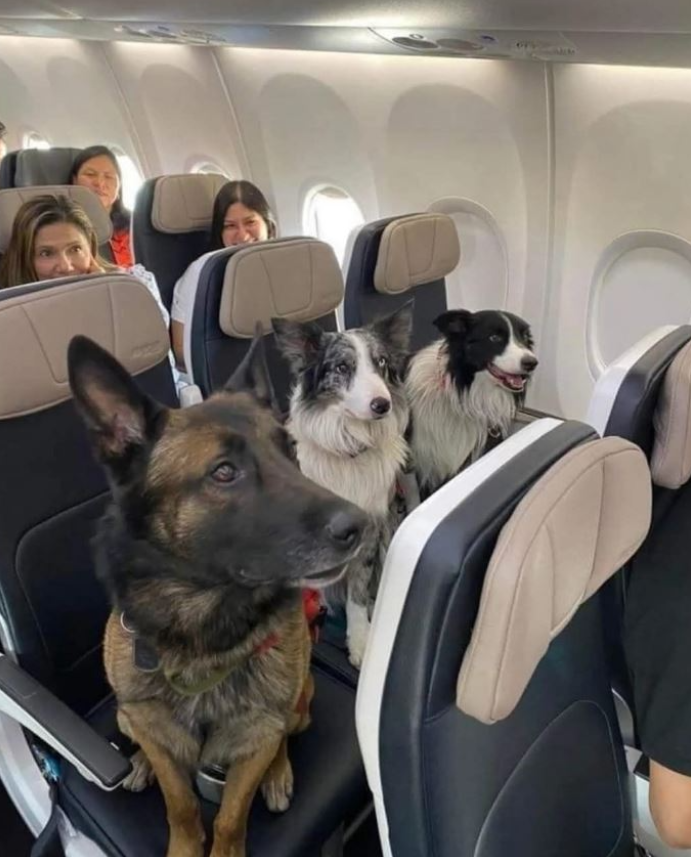 Three rescue dogs traveling peacefully on a plane
