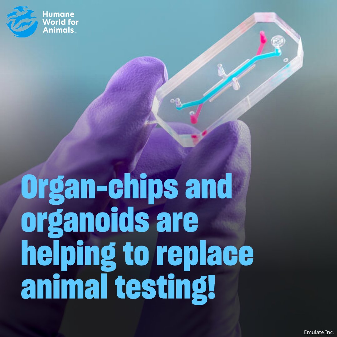 Humane World End Animal Testing tweet media