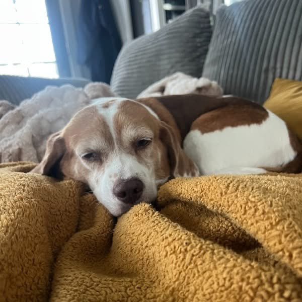 TriBeagles tweet media