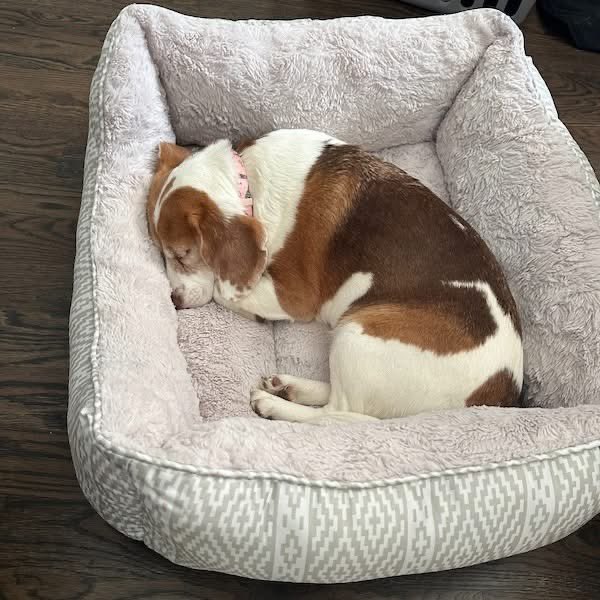 TriBeagles tweet media