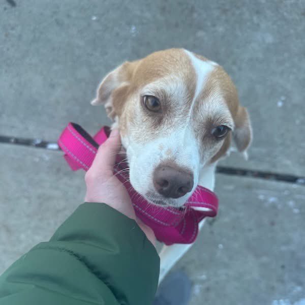 TriBeagles tweet media