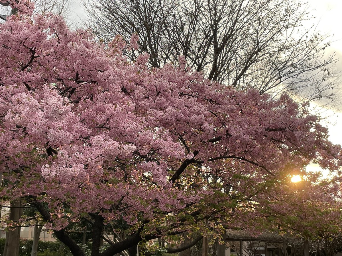 夕暮れの散歩中、満開の何かに出会う。