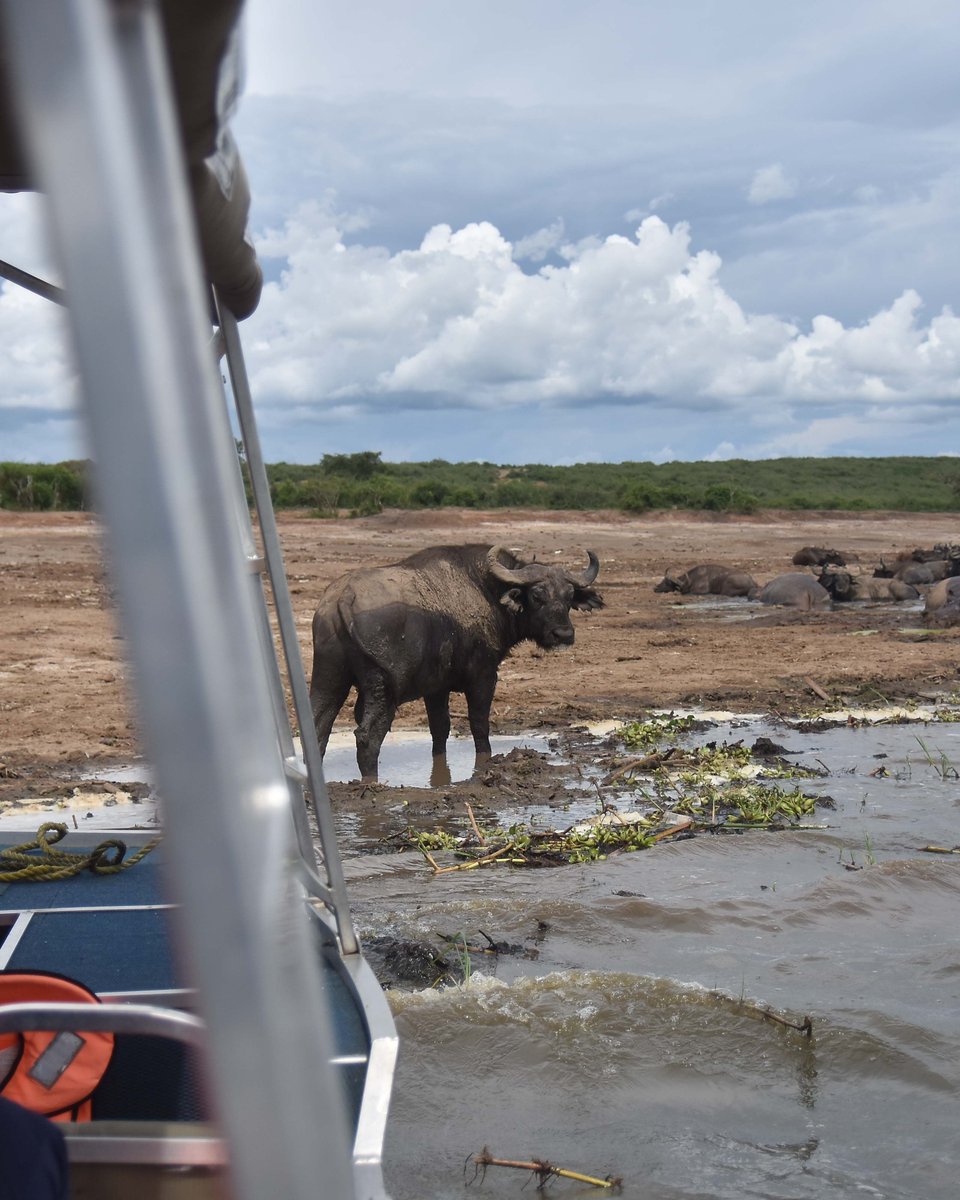 Mist Rwanda Safaris tweet media