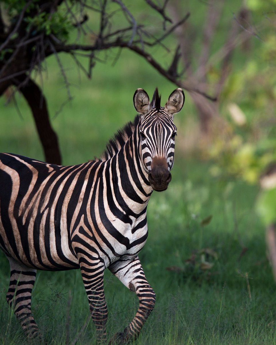 Mist Rwanda Safaris tweet media