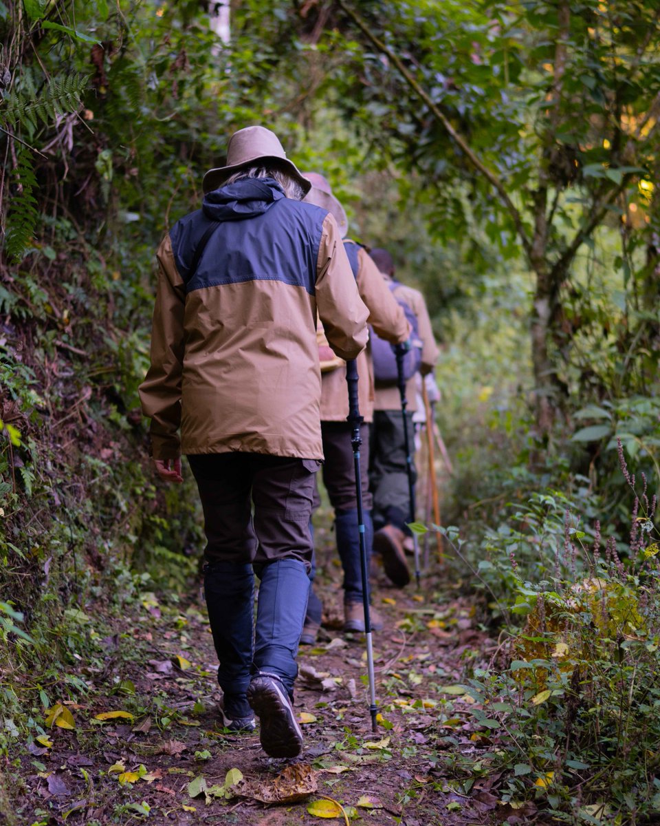 Mist Rwanda Safaris tweet media