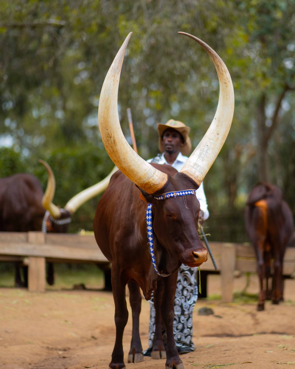 Mist Rwanda Safaris tweet media