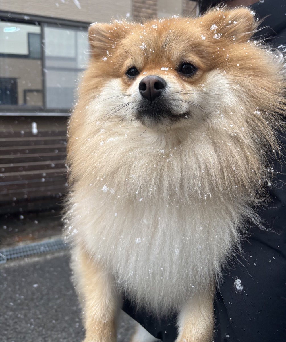 もんた tweet media