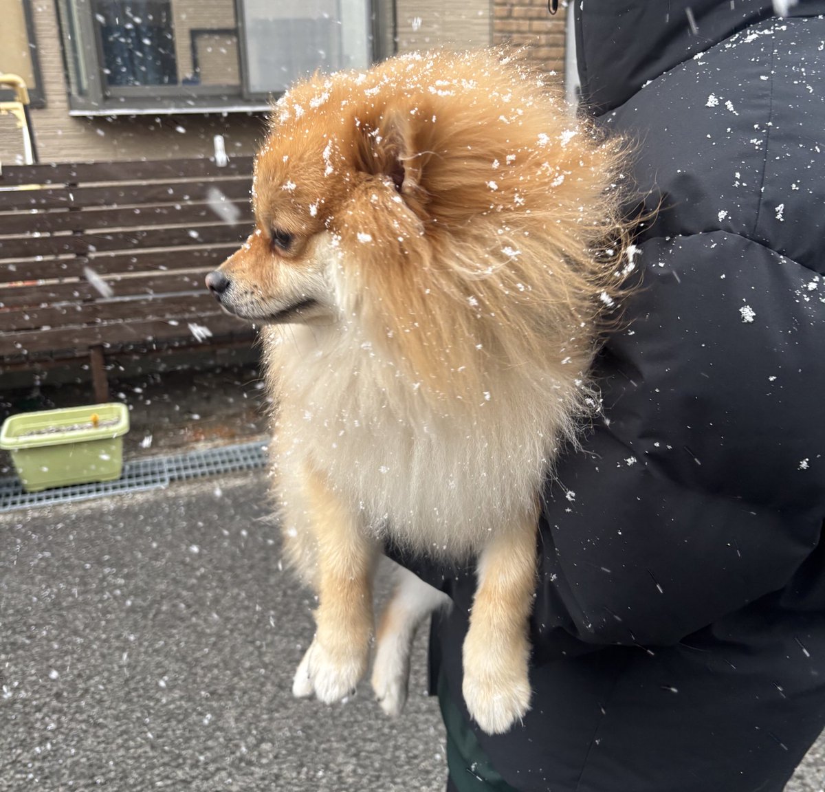 もんた tweet media