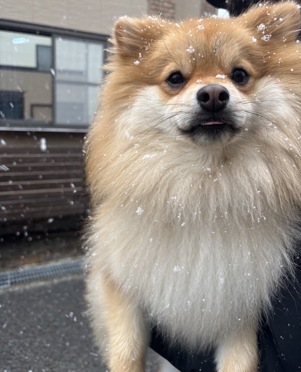 もんた tweet media