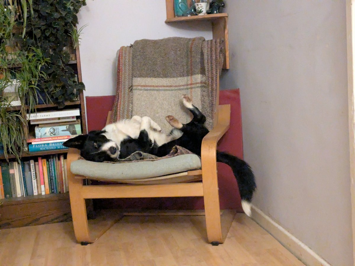 Sheep In Stitches tweet media