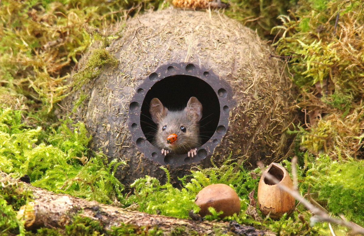 simon_dell_tog's tweet image. soon be red nose day in the uk and the mice have talked the Ladybirds in to helping out spread the word 🤣🫣 .
.
.
yes its a fun edit I could only dream of getting such a shot so had to edit on the Ladybird .

#rednoseday #rednose #rednosemouse #ComicRelief #mouse