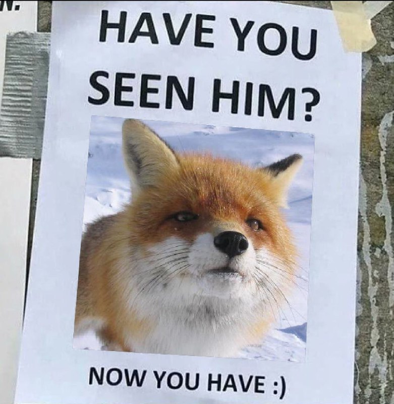 Good morning, happy Monday~ 🦊