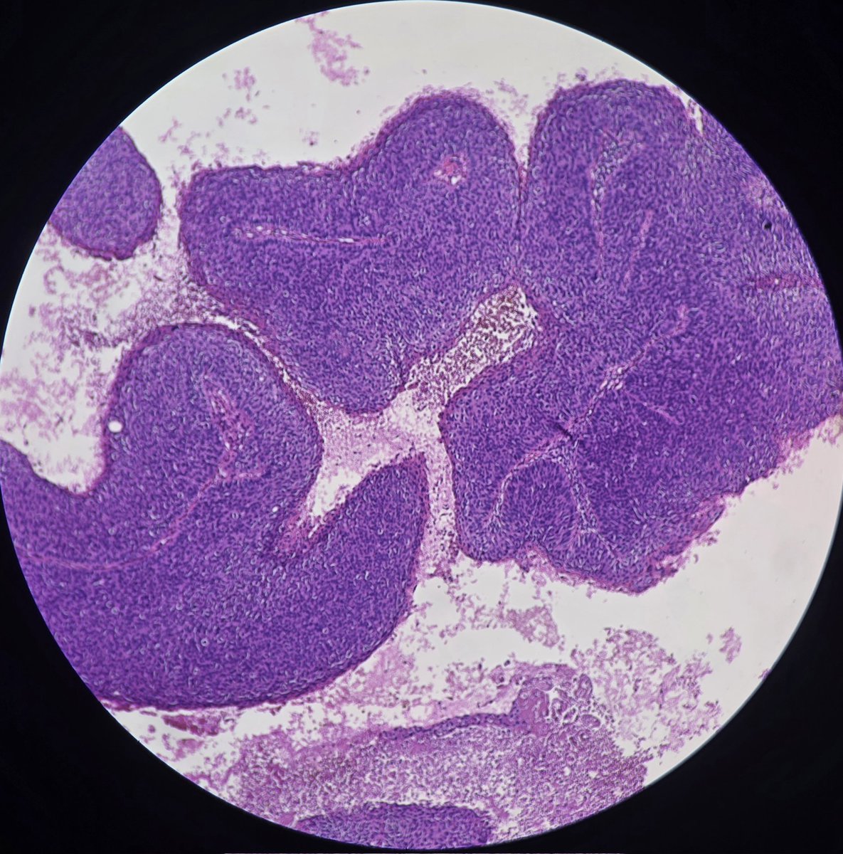 aung phyo tweet media