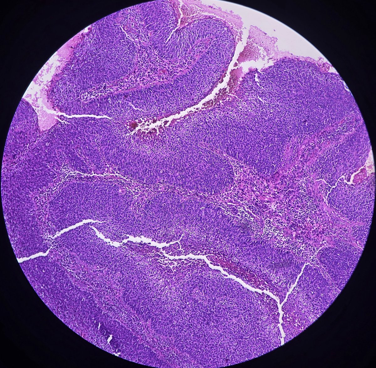 aung phyo tweet media