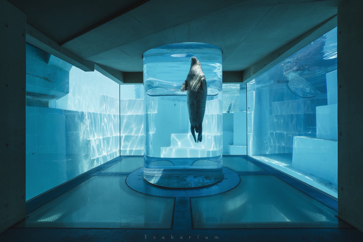 銀鏡つかさ/水族館写真家 tweet media
