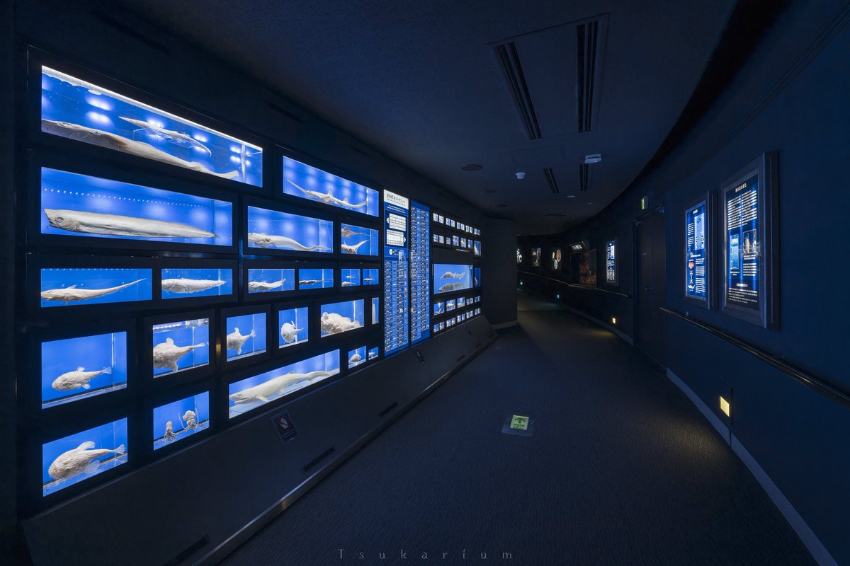 銀鏡つかさ/水族館写真家 tweet media