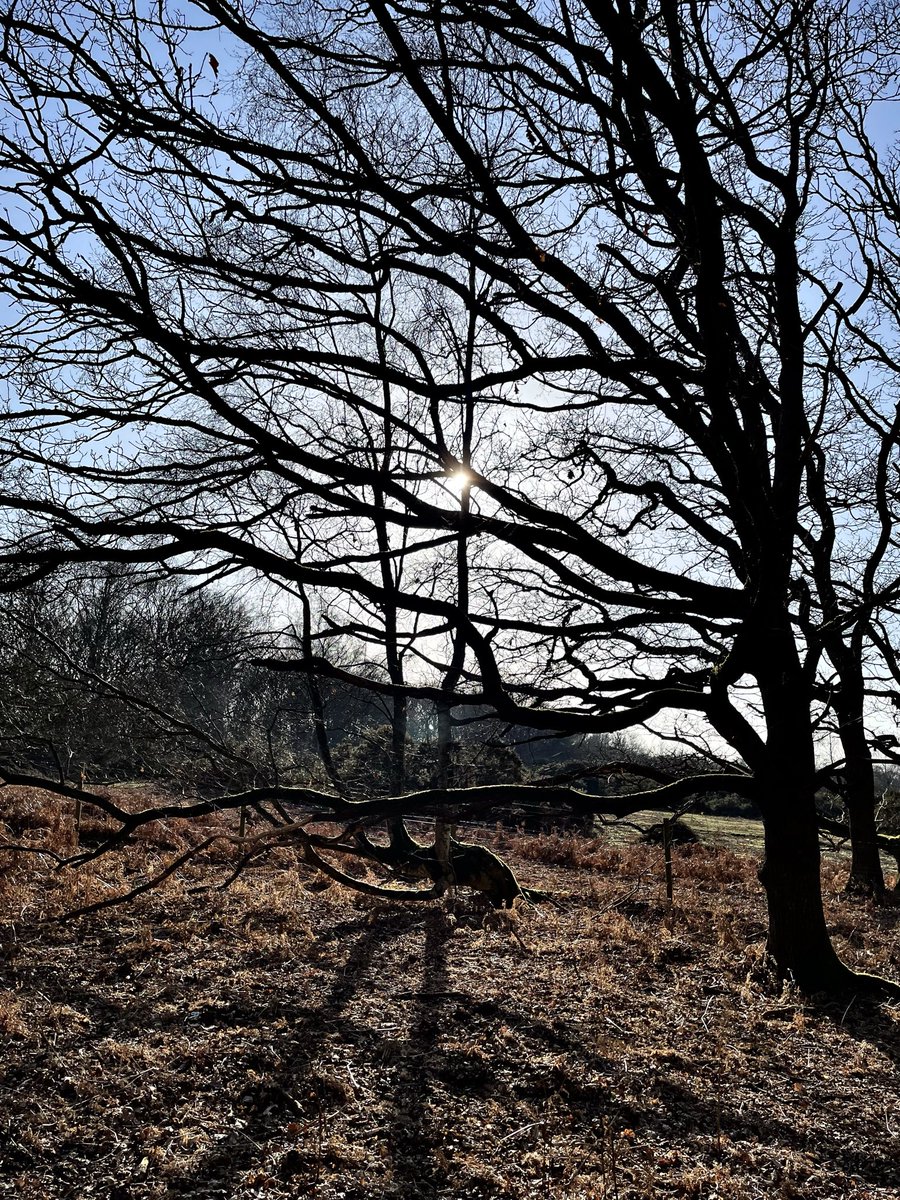 GreenG15125's tweet image. 5th March 2026
#SpringWalks #WoodlandWalks