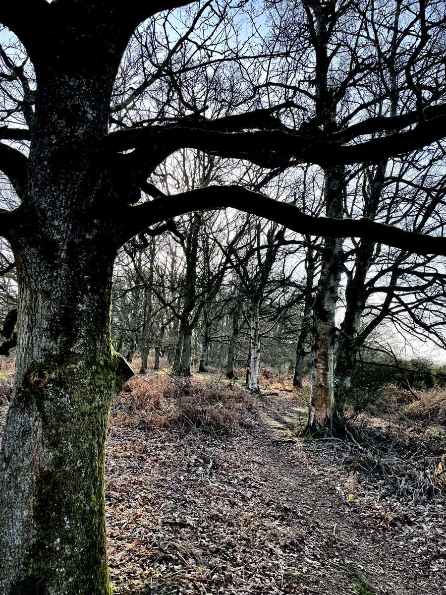 GreenG15125's tweet image. 5th March 2026
#SpringWalks #WoodlandWalks