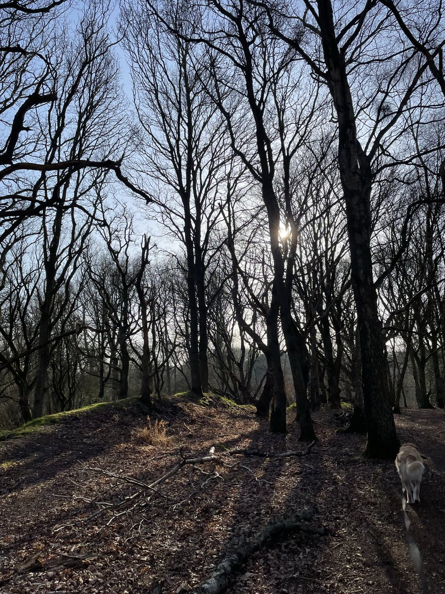 GreenG15125's tweet image. 5th March 2026
#SpringWalks #WoodlandWalks