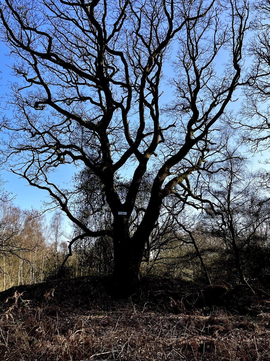 GreenG15125's tweet image. 5th March 2026
#SpringWalks #WoodlandWalks