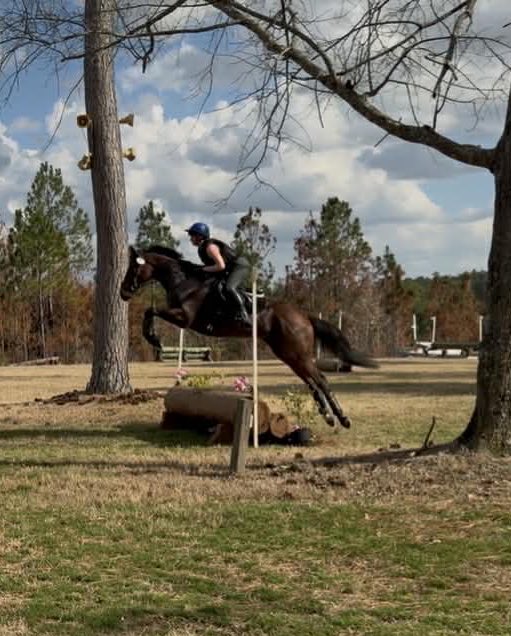 JadeFavreSportHorses tweet media