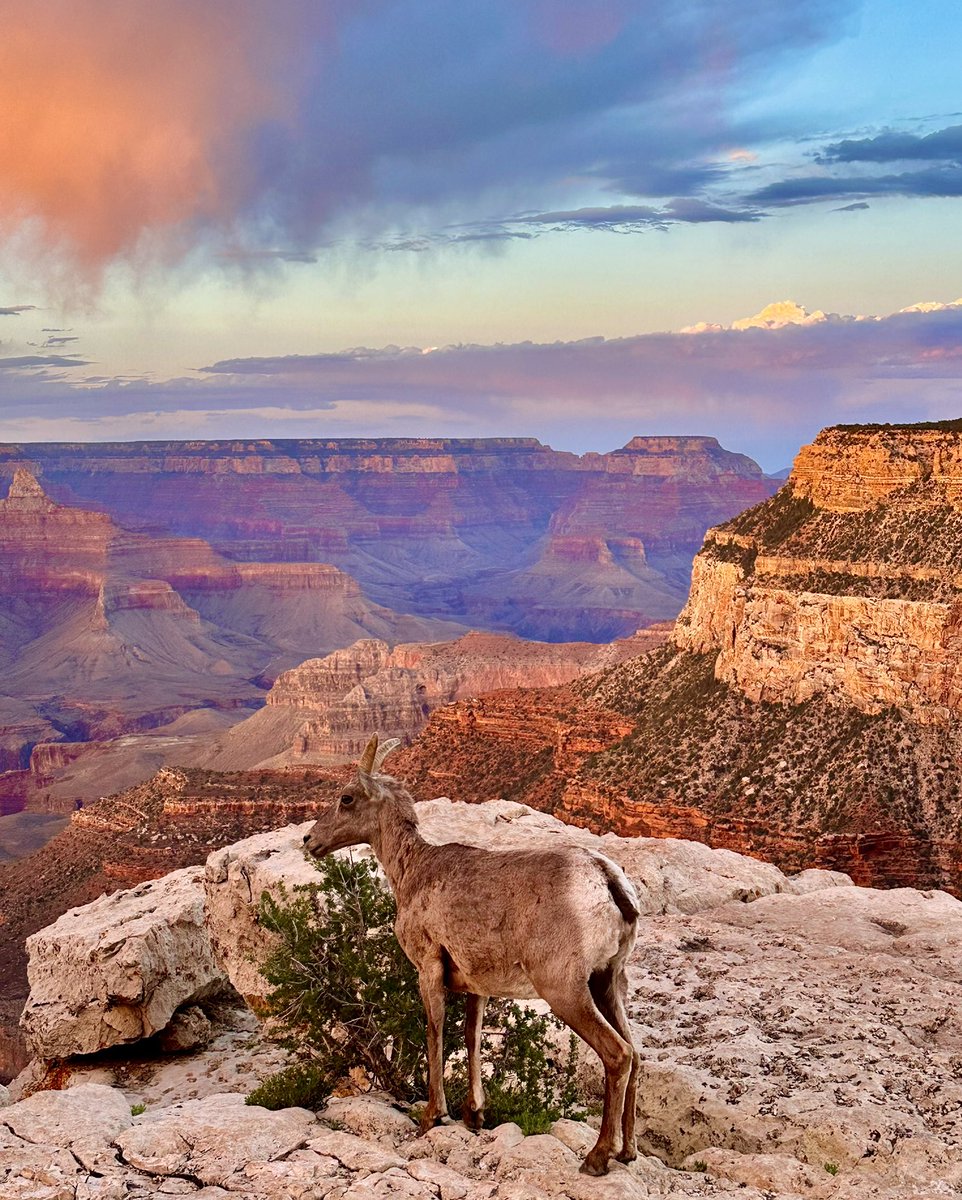HikingLawyer's tweet image. After a long day on Bright Angel Trail, I put some additional effort in and caught sunset at a secluded spot on the Rim.  Just me, cold beers… and a goat.

#grandcanyon #nationalparkphotography #nationalparks #outdoorphotography #hike