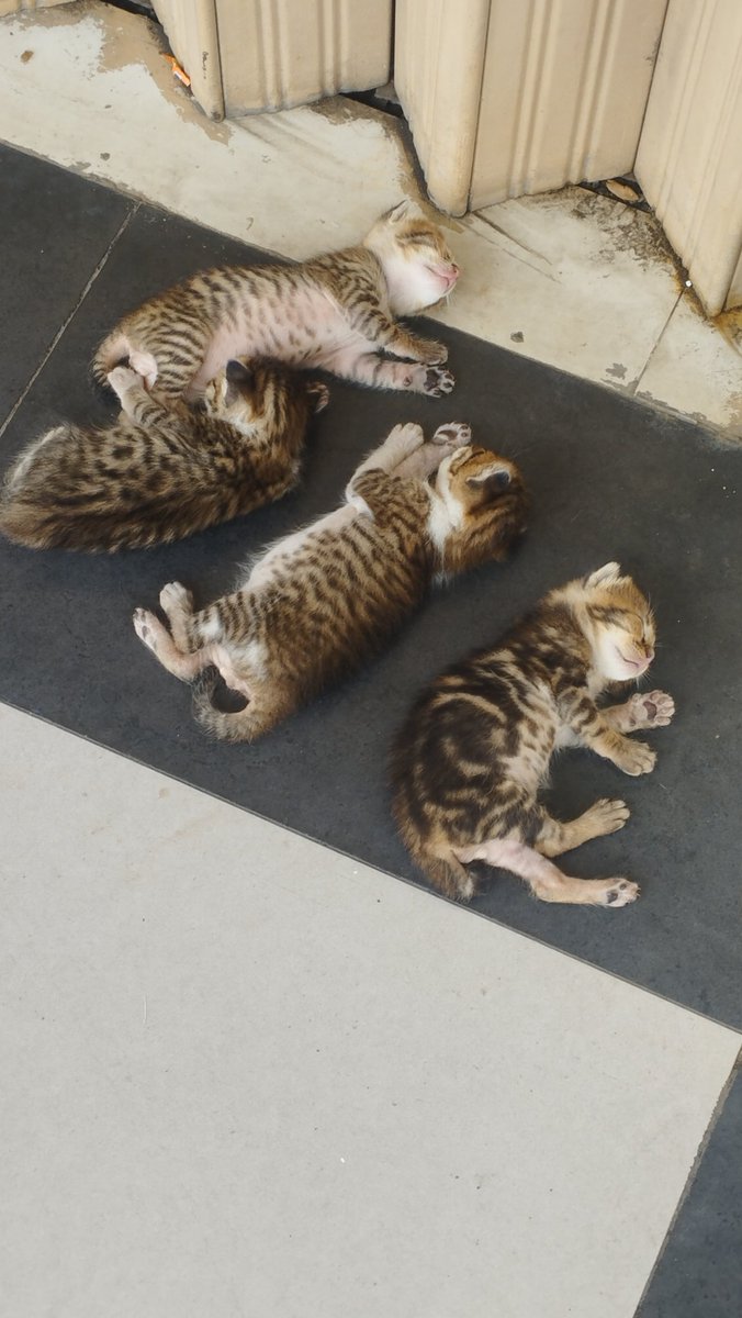 bibo pesek dan bolu putih!😼 tweet media