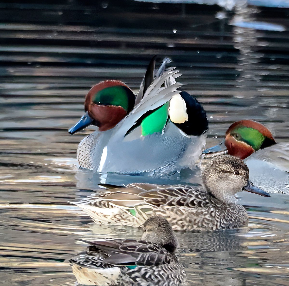 Above96th's tweet image. "Hey, ladies, check it out!" The Green-winged Teals were putting on the moves this morning on Central Park's Pool. Spring is suddenly in the air! 🌷🌷🌷 #Ducks #CentralPark #birdcpp