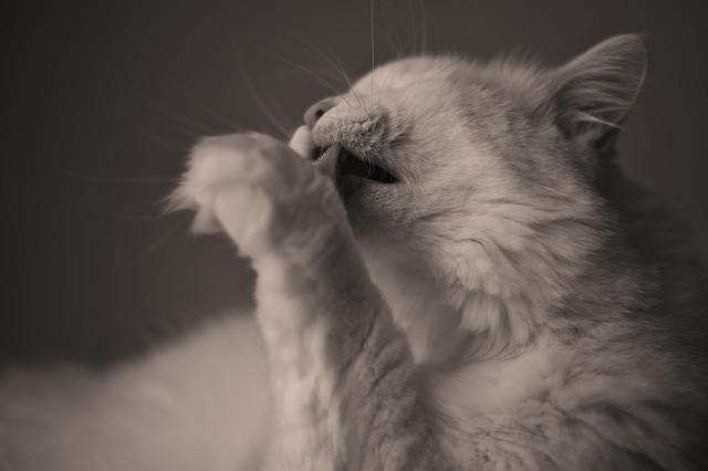 Mark Cromer tweet media