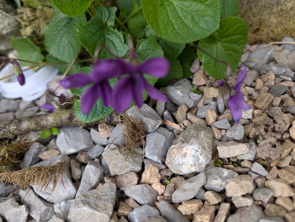 Haslemere Museum tweet media