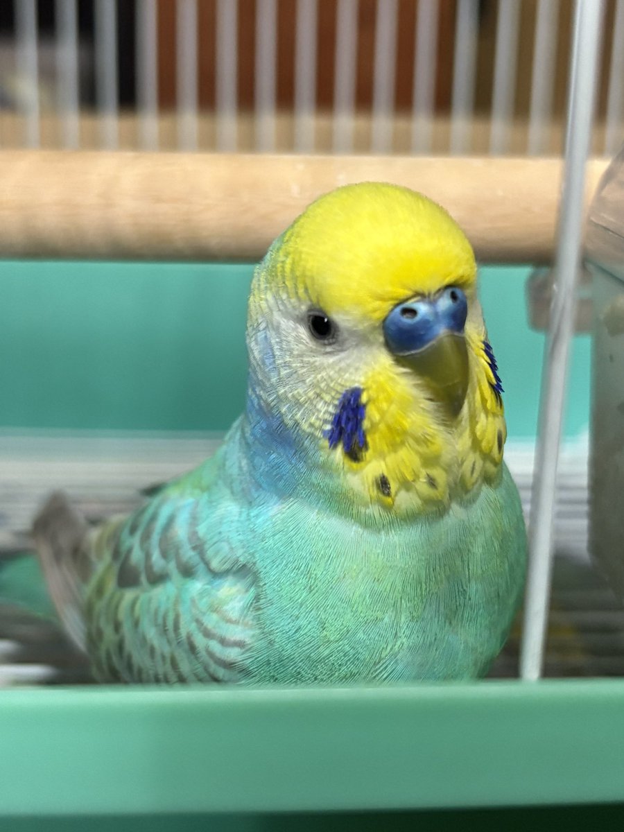 Zl7GhfyE4830071's tweet photo. 3／5 静岡県島田市でロストしてしまったインコを探しています。保護したなどのお話を聞きましたら、ご一報いただけると幸いです。数週間後、数ヶ月後にもう一度会えた迷子鳥さんのエピソードが今の自分にとっての励ましであり救いです。
#セキセイインコ迷子 #島田市 #インコ #拡散希望　#迷い鳥 https://t.co/If0c0lICdW