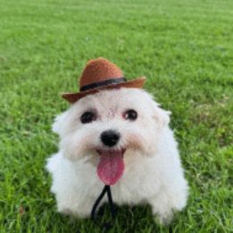 Le_Corgi tweet media