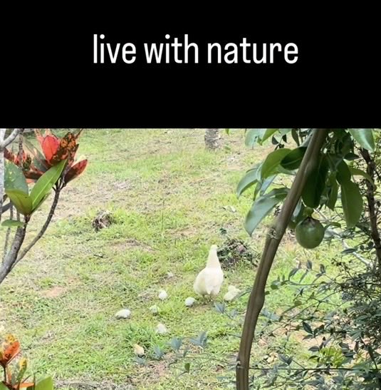 芦徳集落の暮らしを守る会 tweet media