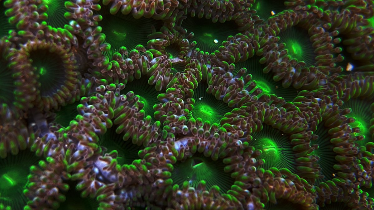 📸:@sunbeamsandrine  -  thanks for sharing! Learn more: sealife-cameras.com.

#sealifecameras #sportdiver #sportdiverultra #micro3 #rm4k #seadragonlights #scubapro #vacation #travel #adventure #scubadiving #diving #snorkeling