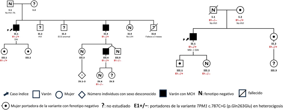 RevEspCardiol's tweet photo. Correlación genotipo-fenotipo en la miocardiopatía hipertrófica por la variante c.787C>G (p.Gln263Glu) en el gen TPM1 #reccardioclinics #Aheadofprint  @tripoll https://t.co/nS95hnJgsj https://t.co/IWJSXabokc