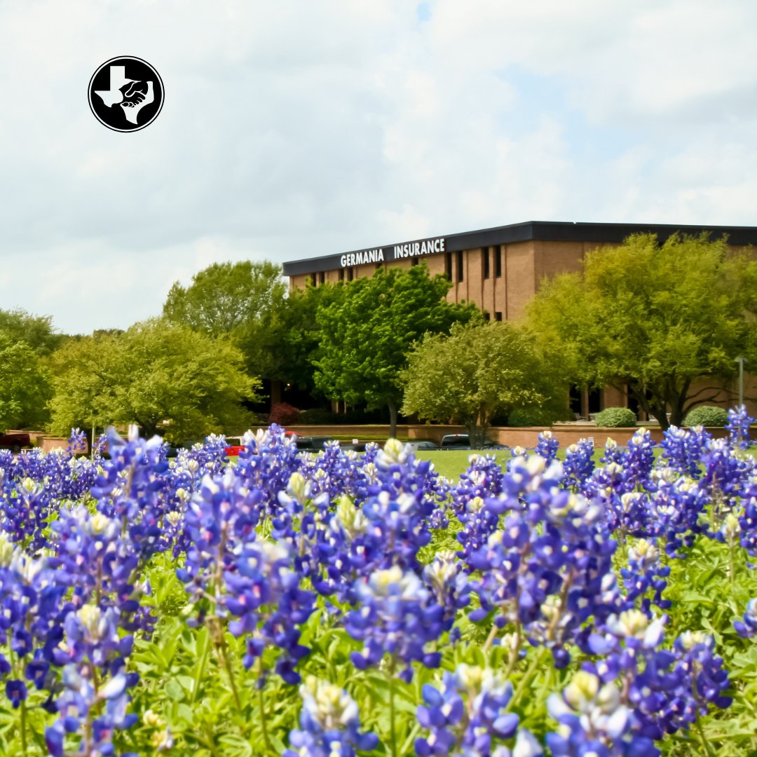 GermaniaIns1896's tweet image. Spring in Texas means one thing: bluebonnets 💙

Our latest blog is your ultimate guide to the 2026 Texas Bluebonnet Trail—from when to go, to the best places to see them, and tips for making the most of your trip.

👉ow.ly/axfQ50YpiXE

 #TexasBluebonnets #GermaniaInsurance
