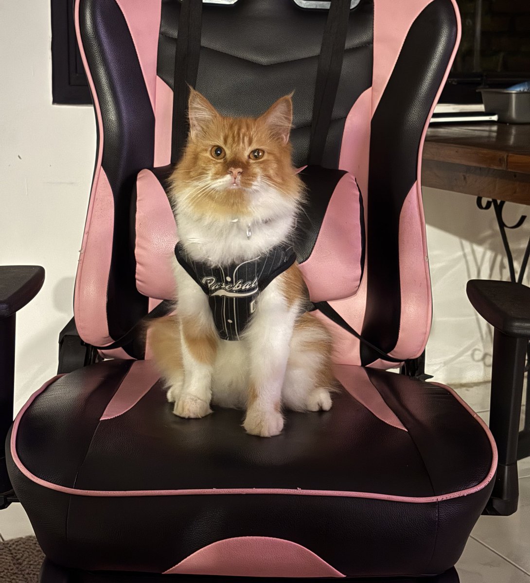 rish🪽 tweet media