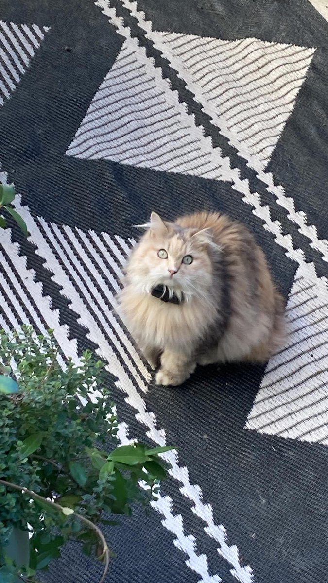 A Como
Smarrito questo gatto zona via Dante, Valduce. Mandate messaggio privato se lo vedete per favore. 375 7387951 Grazie infinitamente