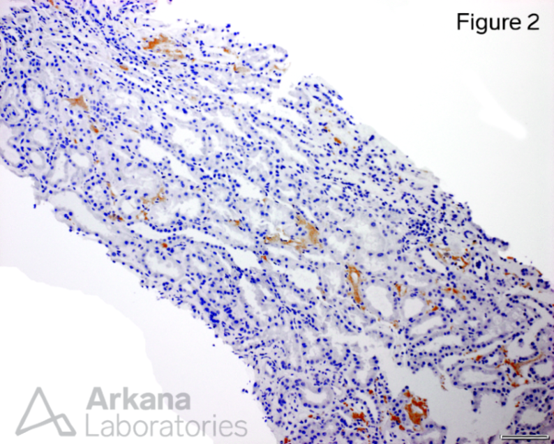 Arkana Laboratories tweet media