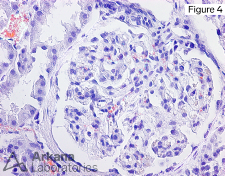 Arkana Laboratories tweet media