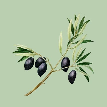MedTourTraining's tweet photo. In healthcare, every day is about saving lives, not losing them. The olive branch is a quiet reminder that behind every conflict are patients, families &amp; frontline professionals working to heal what war only breaks. May the fighting end.  #ProtectPatients #CeasefireNow https://t.co/yBjtd5ujXf