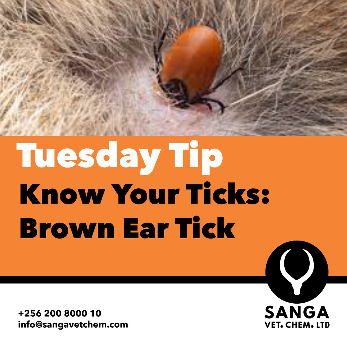 The Brown Ear Tick (Rhipicephalus appendiculatus) spreads deadly East Coast Fever (ECF), one of Uganda's biggest cattle killers. It hides inside and around the ears of livestock. 
Signs of East Coast Fever include high fever, swollen lymph nodes, loss of appetite and sudden