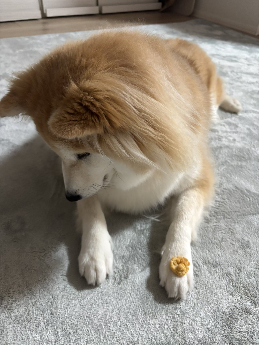 ageagepayapaya's tweet photo. ほしいなぁ
#柴犬 https://t.co/5CShOWTGWz