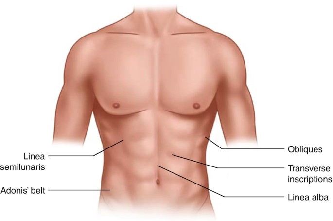 amerix's tweet image. The sweet spot for a man's body fat percentage is 12 - 15%

This is regardless of age.

Although as you get older, the stricter you should be in observing your body fat,

At 15%:

• Your iliac furrow or Adonis belt, also known as Apollo's belt, becomes visible. (Shown in the