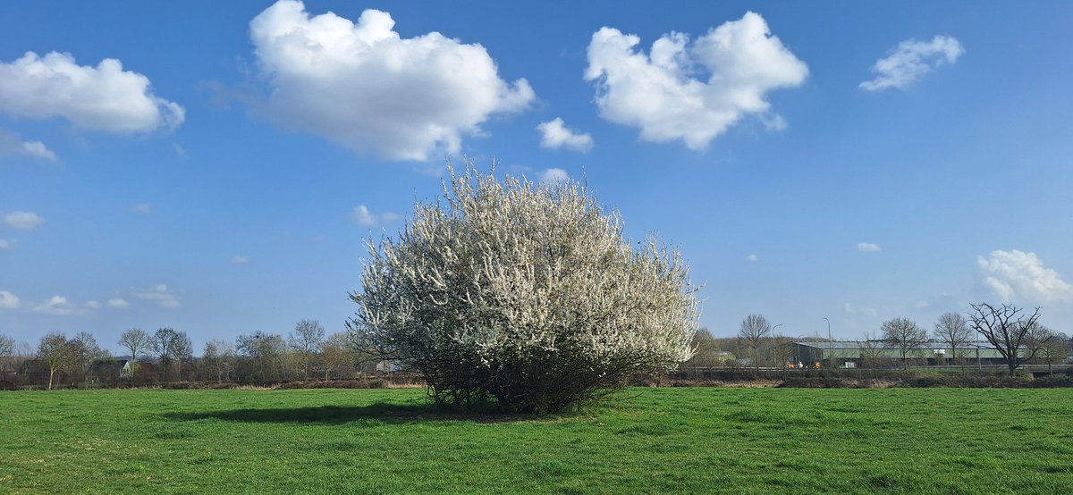 #vrtweer Borgloon 14u12 <a href="/BuienradarBE/">BuienradarBE</a>
