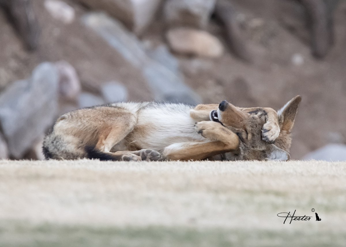 Project Coyote tweet media