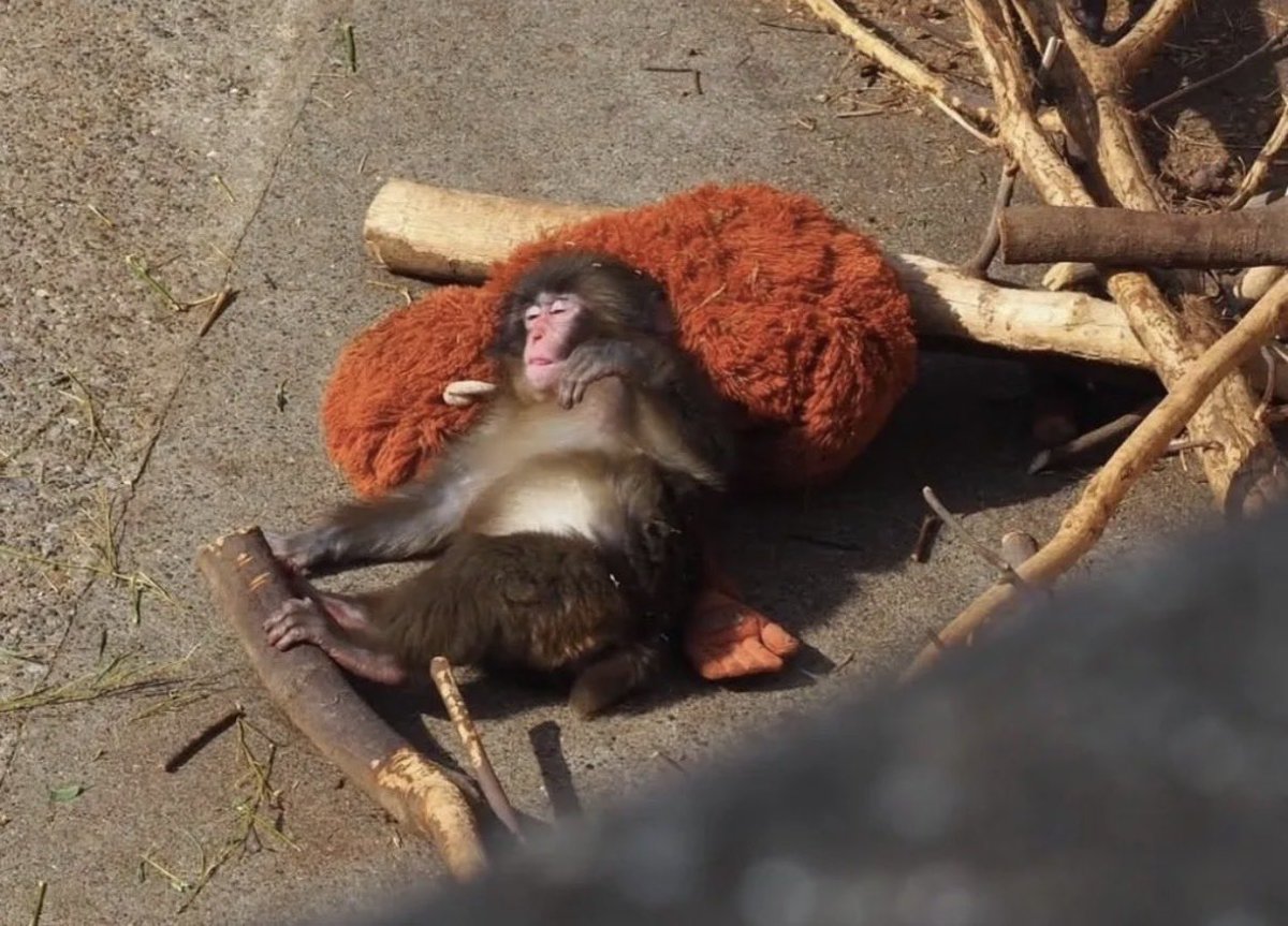 กลางคืนน้องพั้นซ์นอนยังไง?🐒😴

🙏ขอบคุณข้อมูลจากเพจ : Tippawan Wongsaeng

🐒พั้นช์คุงจะนอนในห้องพักด้านในสุด ซึ่งเป็นห้องนอนที่ปลอดภัยและมีการควบคุมอุณหภูมิอย่างเหมาะสม (ลูกเรานอนห้อง VIP นะคะแม่ๆ)✨

• การป้องกันจากลิงที่ก้าวร้าว: