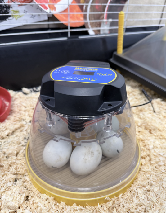 Broom Valley Community School tweet media